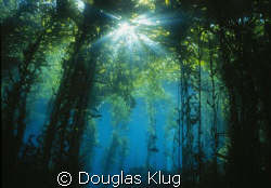 Sunflare.  A glimpse of the sun through the kelp forest a... by Douglas Klug 